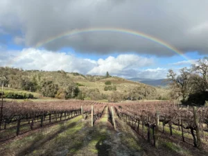 Rainbow over vineyards